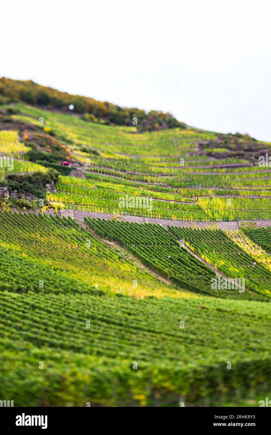Ahr Valley Wine region vineyards in Germany with beautiful autumn colours colors Stock Photo