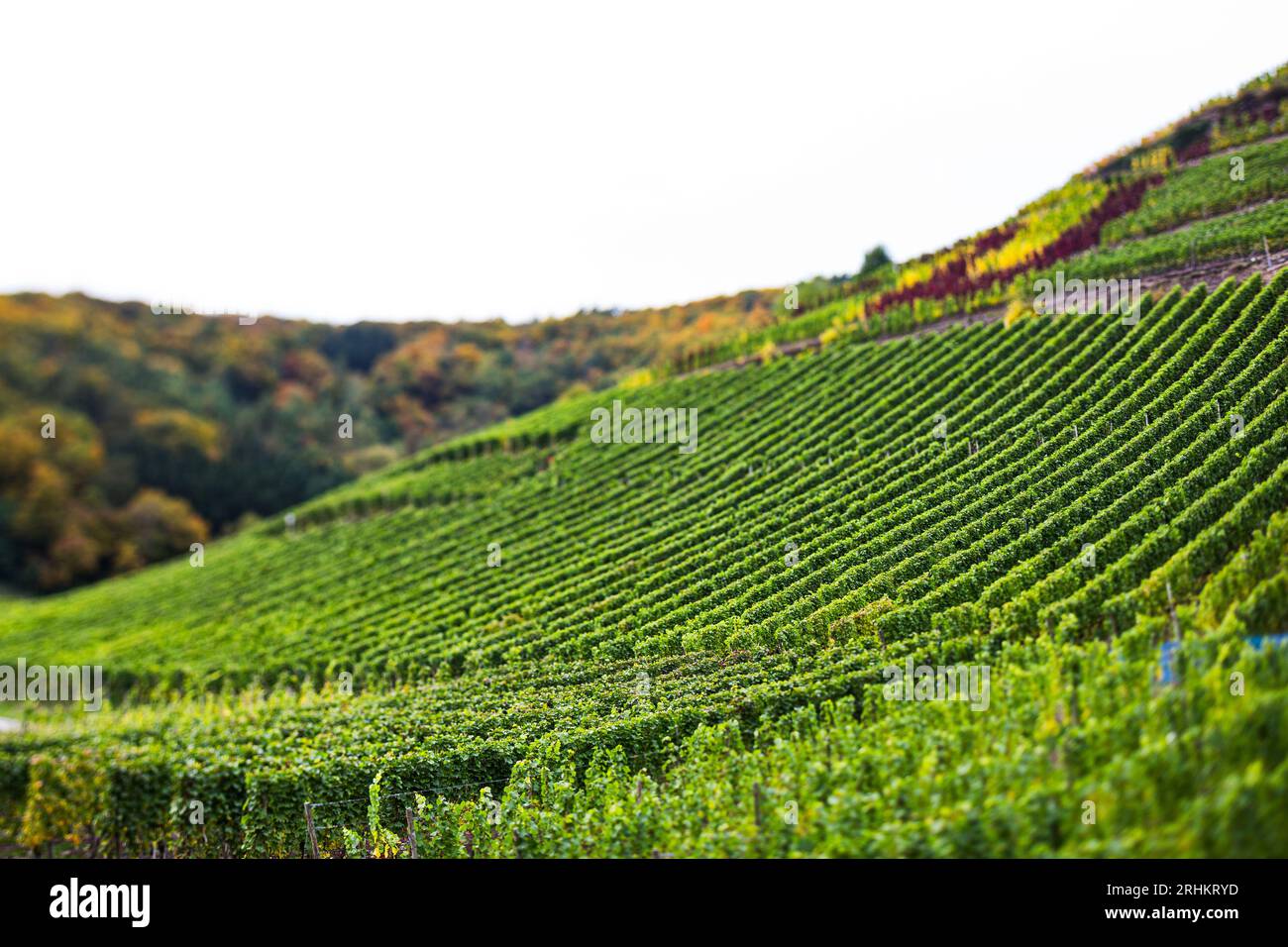 Ahr Valley Wine region vineyards in Germany with beautiful autumn colours colors Stock Photo