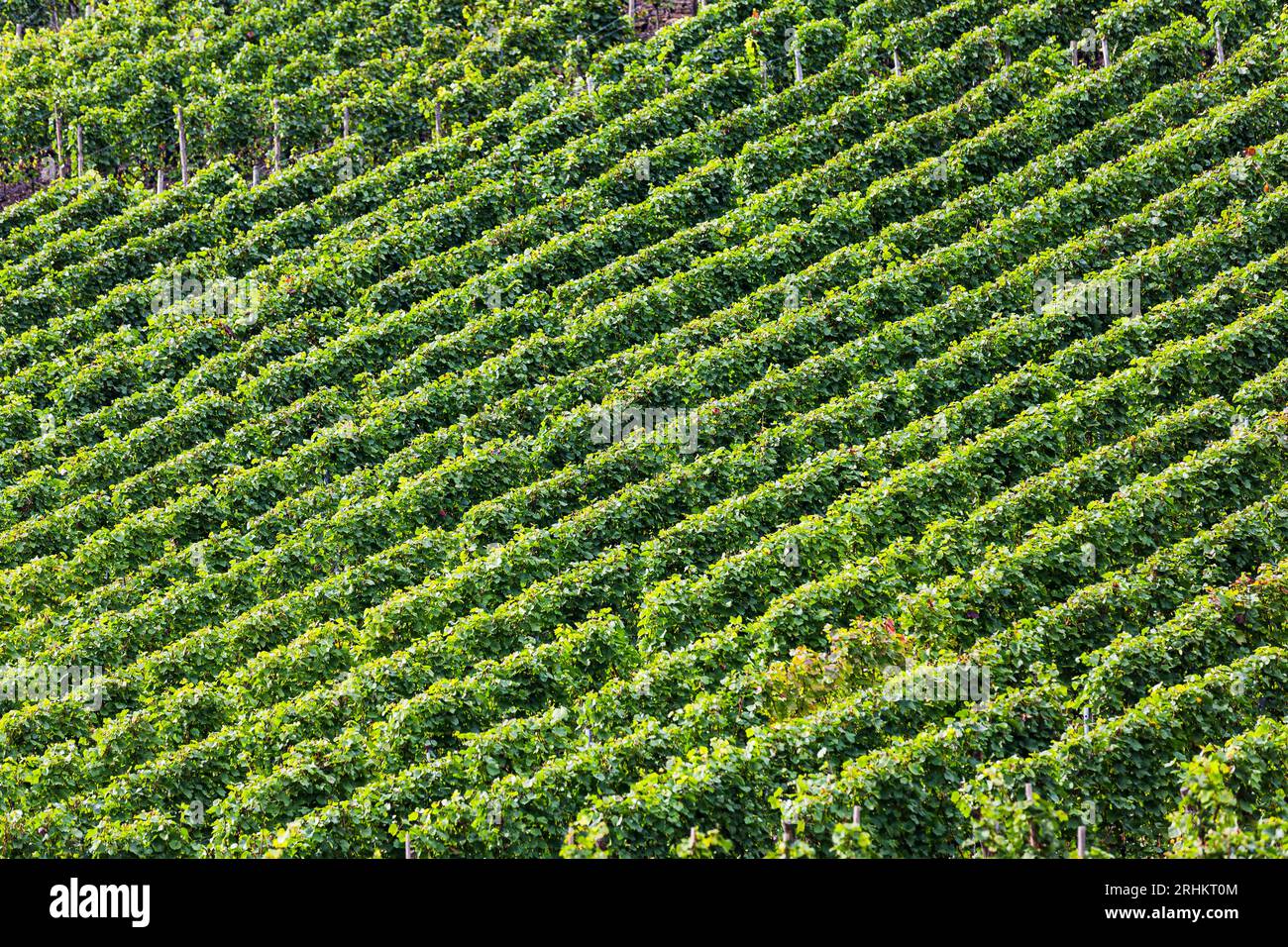 Ahr Valley Wine region vineyards in Germany with beautiful autumn colours colors Stock Photo