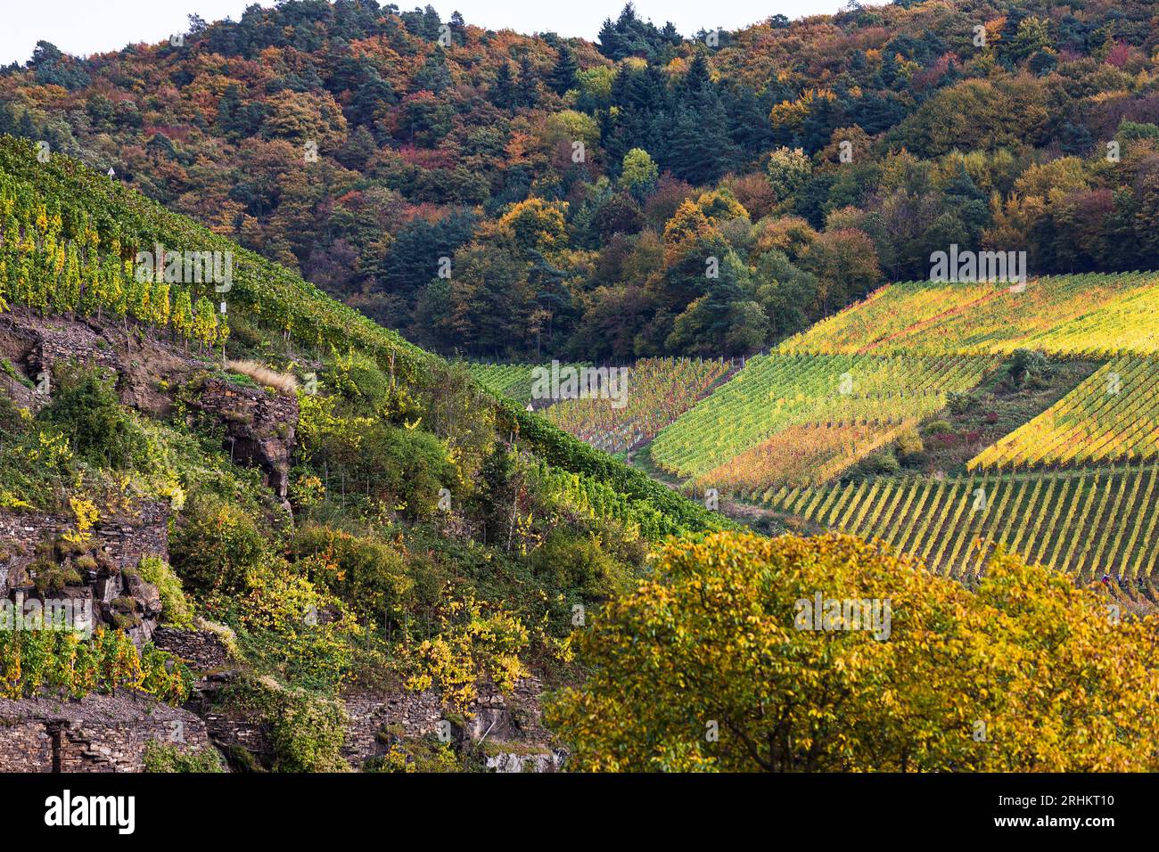 Ahr Valley Wine region vineyards in Germany with beautiful autumn colours colors Stock Photo