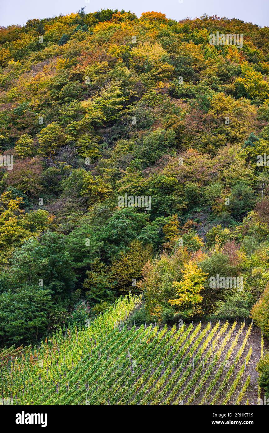 Ahr Valley Wine region vineyards in Germany with beautiful autumn ...