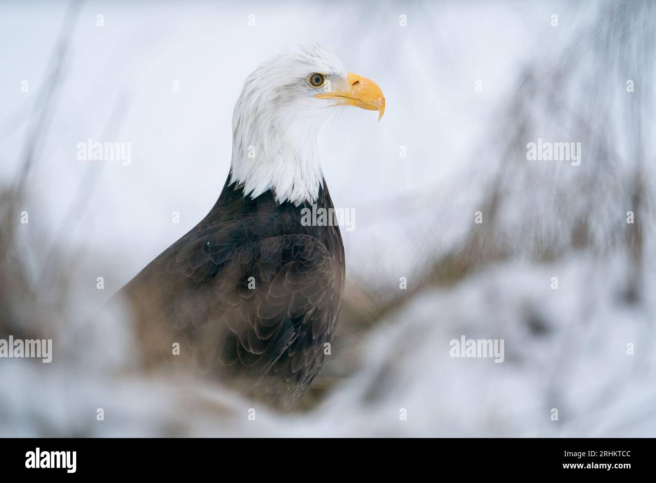 American bird predator eagle hi-res stock photography and images - Alamy