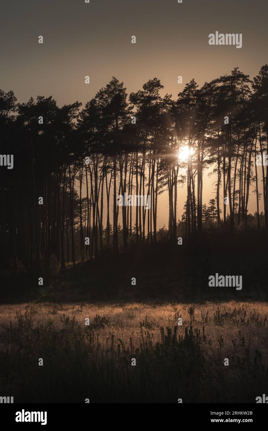 Sun rays breaking through the trees in the forest during sunset Stock Photo