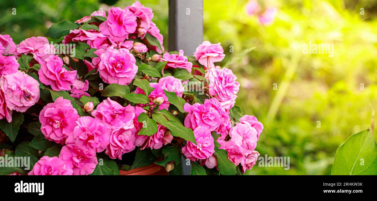 Pink roses close up. Home flower impatiens balsamina. Growing plant in ...