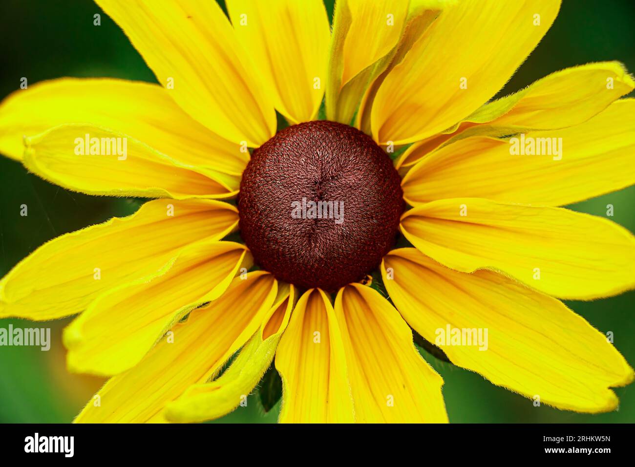 Yellow flower rudbeckia goldsturm close-up. Growing medicinal plants in garden. Summer natural background. Stock Photo