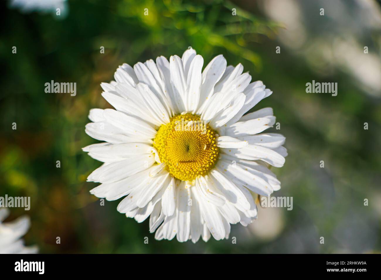 Chamomile flowers close-up. White petals of daisy flower. Summer natural background. Stock Photo