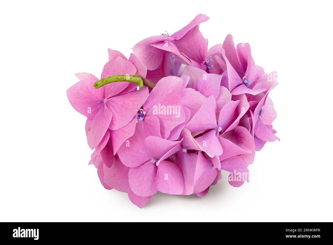 Pink Hydrangea flower isolated on white background Stock Photo - Alamy