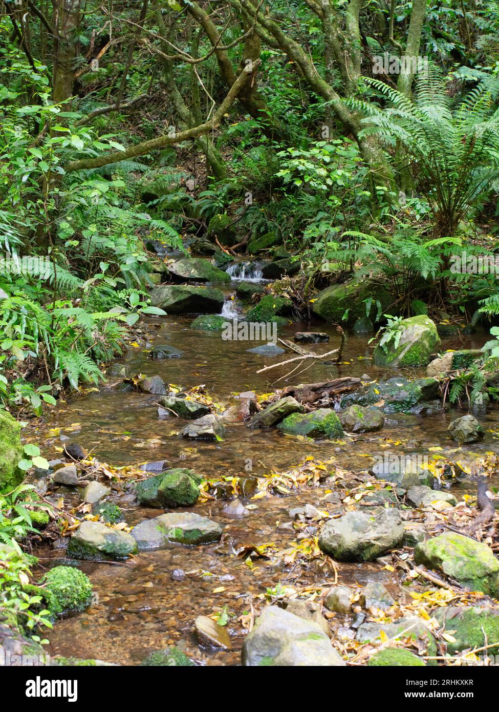 Dimpling Stream Forest stream flowing over rocks hi-res stock photography and images ...