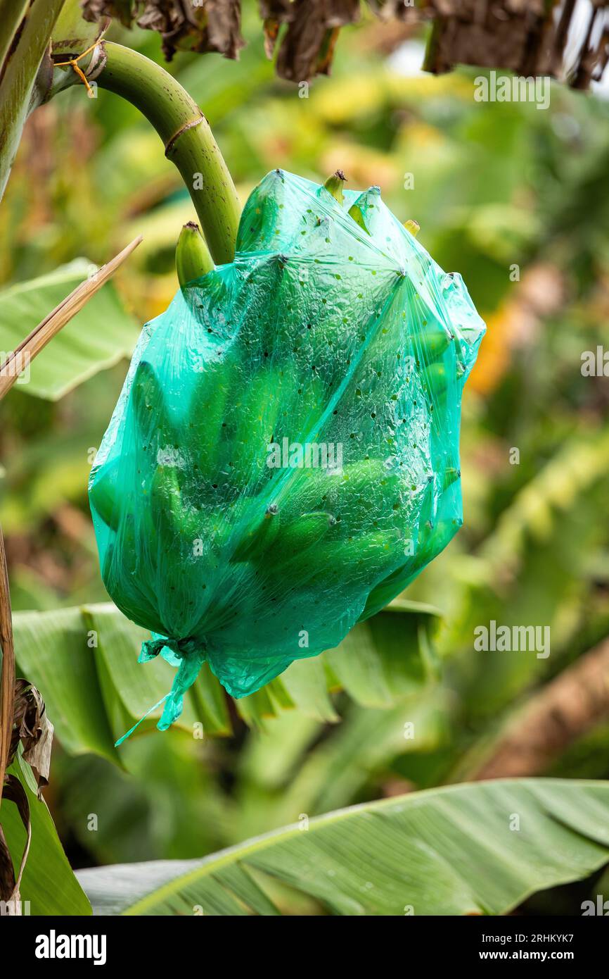 Bagging consists of placing a bag over the bunch to protect the fruit
