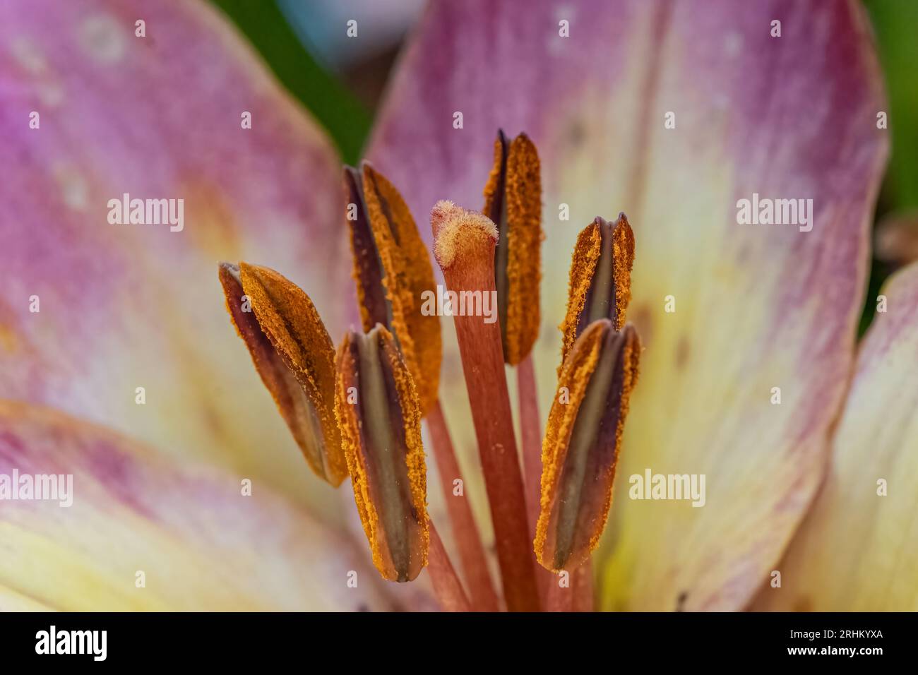 extreme close-up of stamen of pink and yellow lily. Stock Photo