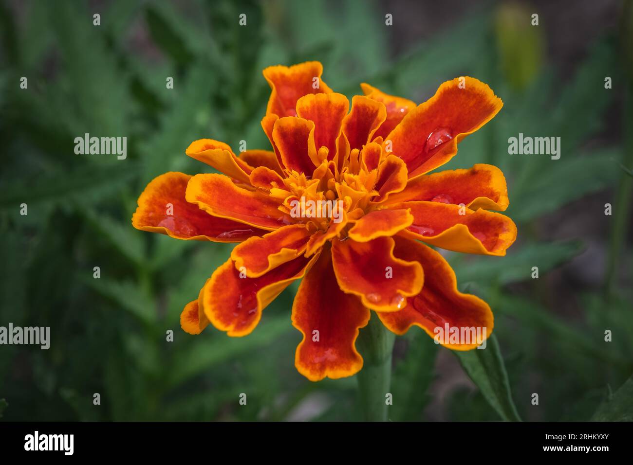 a single french marigold flower, closeup Stock Photo Alamy