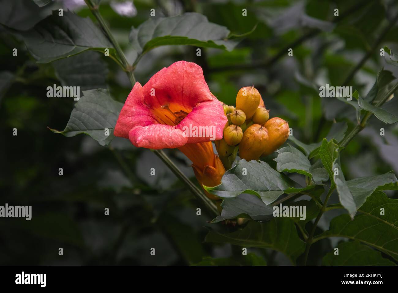A flower cluster on a trumpet vine with a single flower open. Stock Photo