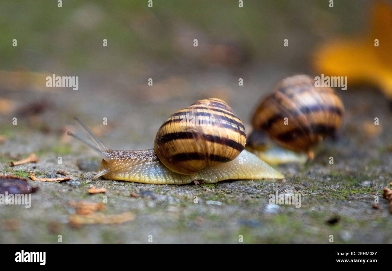 Two large snails crawls on a gray stone, close-up. Stock Photo