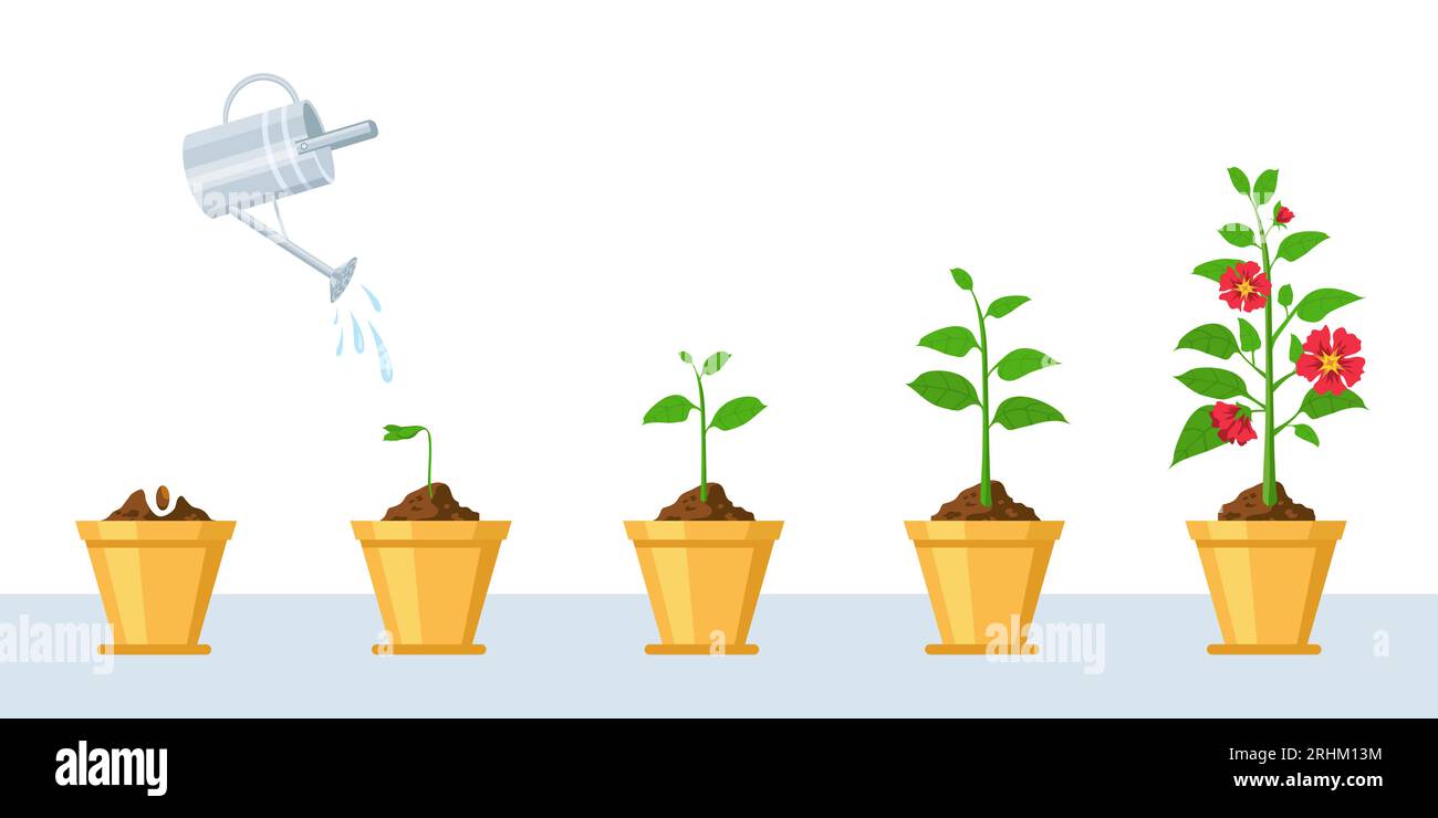 Flower growth process. Seedling, watering and gardening flowers phases