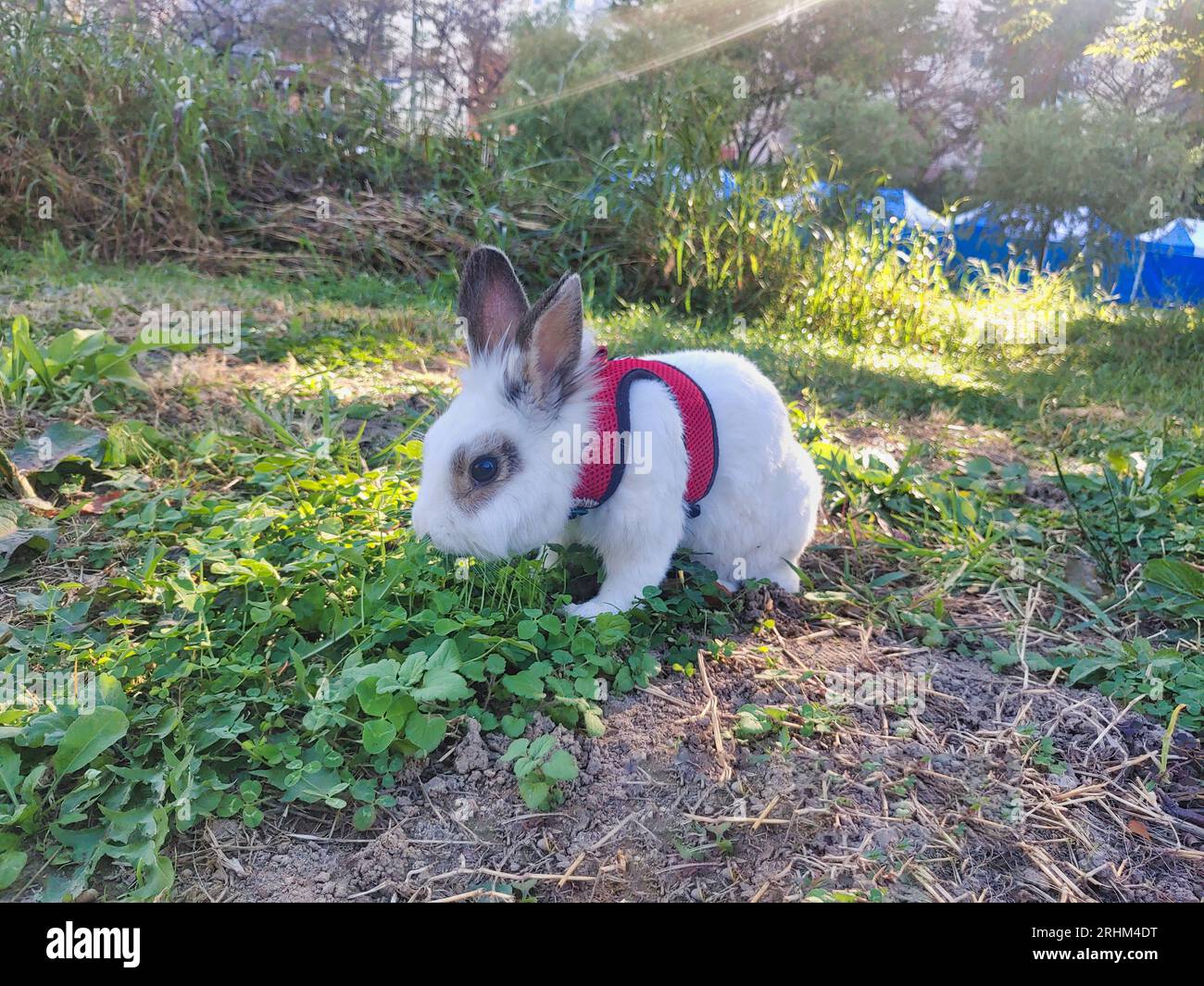 Pet rabbit eating clover in oncheoncheon park, Busan, South Korea, Asia