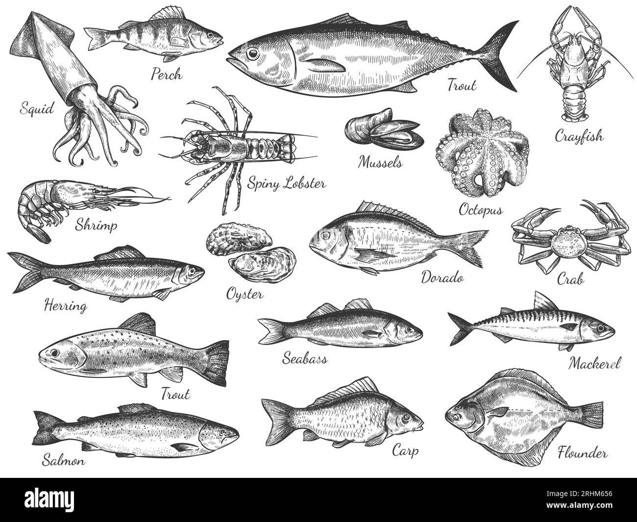 Sketch seafood. Hand drawn fresh sea fishes, oyster, mussels and