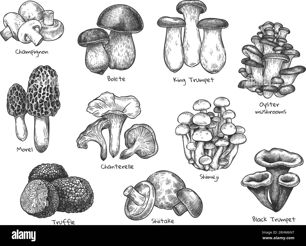 Sketch mushrooms. Hand drawn various edible mushroom morel, truffle