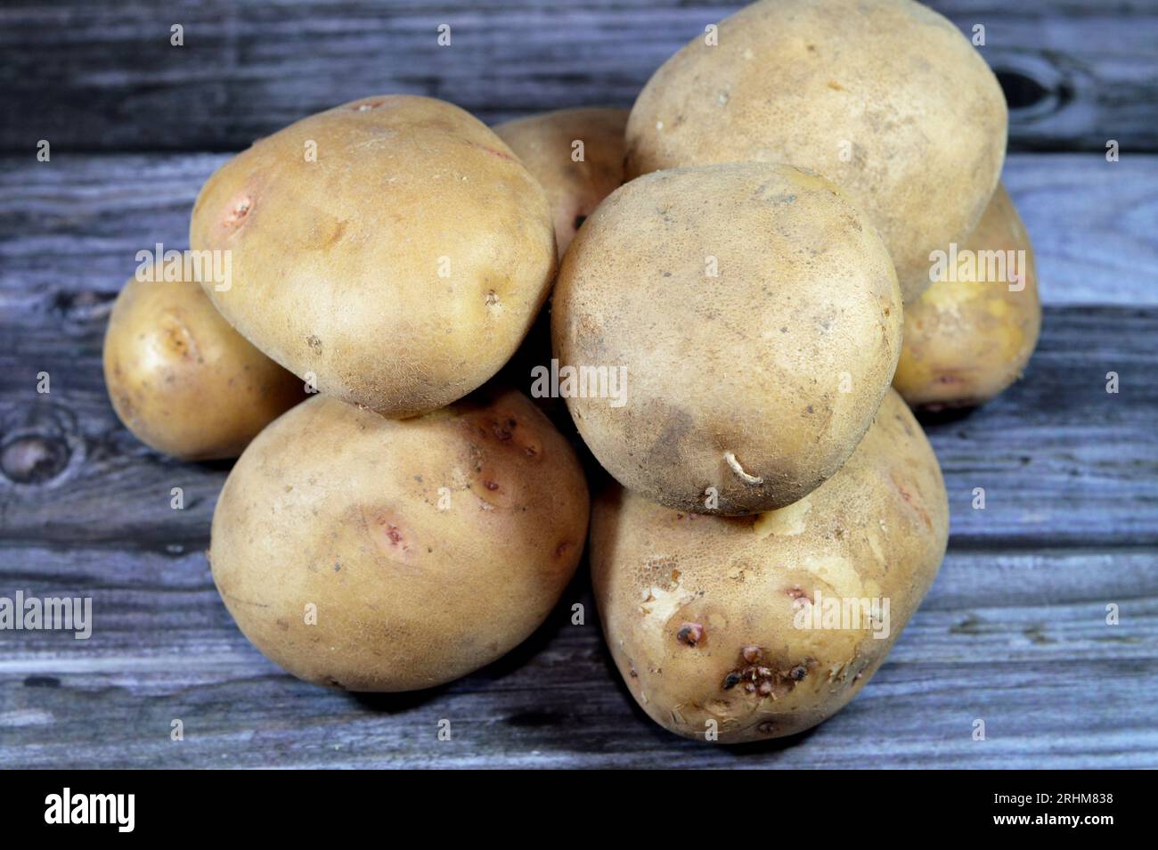 The potato, a starchy food, a tuber of the plant Solanum tuberosum and