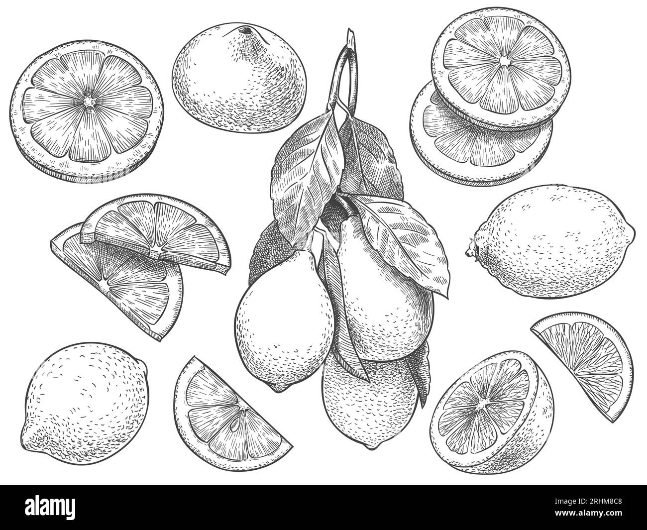 Botanical drawing citrus Black and White Stock Photos & Images Alamy