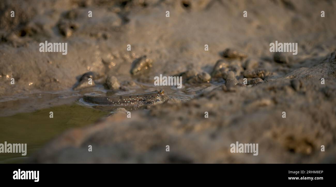 Mudskipper on mud in a serene mangrove swamp. Biodiverse ecosystem. Coastal ecosystem. Biodiverse mangrove habitat. Mudskipper on mud in a coastal wet Stock Photo