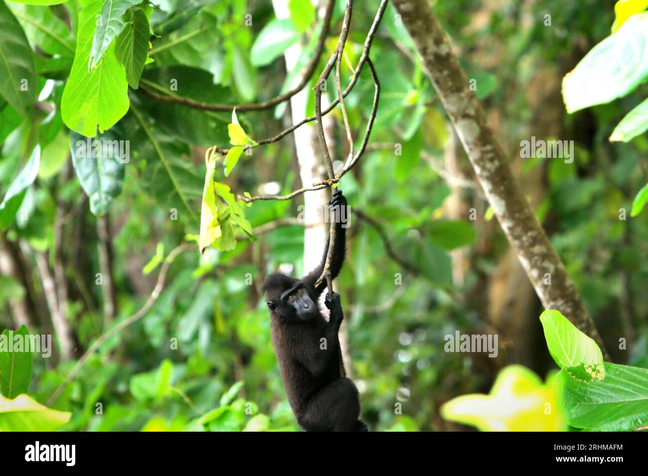 A crested macaque (Macaca nigra) is hanging on a twig in Tangkoko forest, North Sulawesi, Indonesia. A recent report by a team of scientists led by Marine Joly revealed that temperature is increasing in Tangkoko forest, and the overall fruit abundance decreased. 'Between 2012 and 2020, temperatures increased by up to 0.2 degree Celsius per year in the forest, and the overall fruit abundance decreased by 1 percent per year,” they wrote on International Journal of Primatology in July 2023. 'In a warmer future, they (primates) would have to adjust, resting and staying in the shade during the... Stock Photo