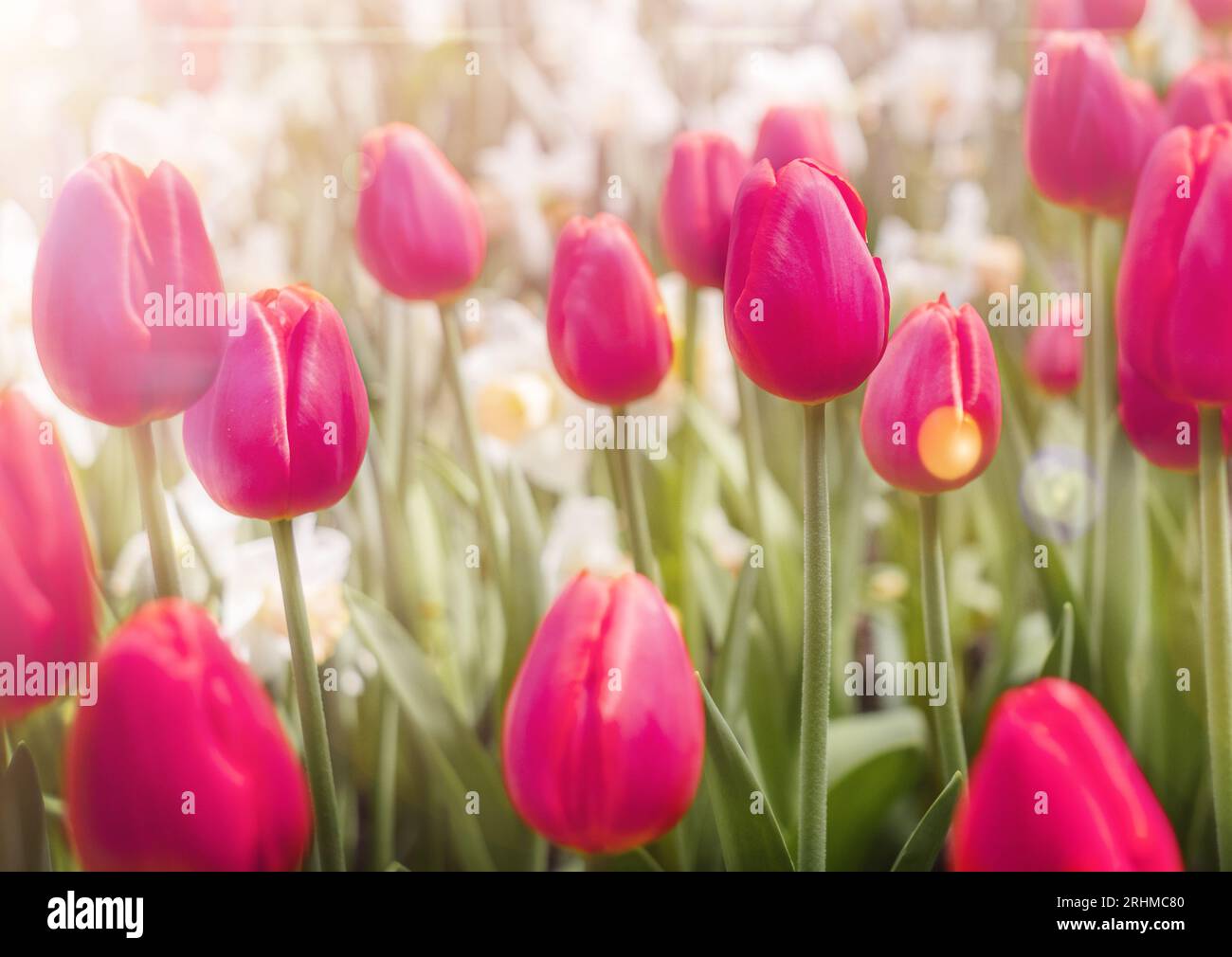 the purple tulip flowers in sun light Stock Photo