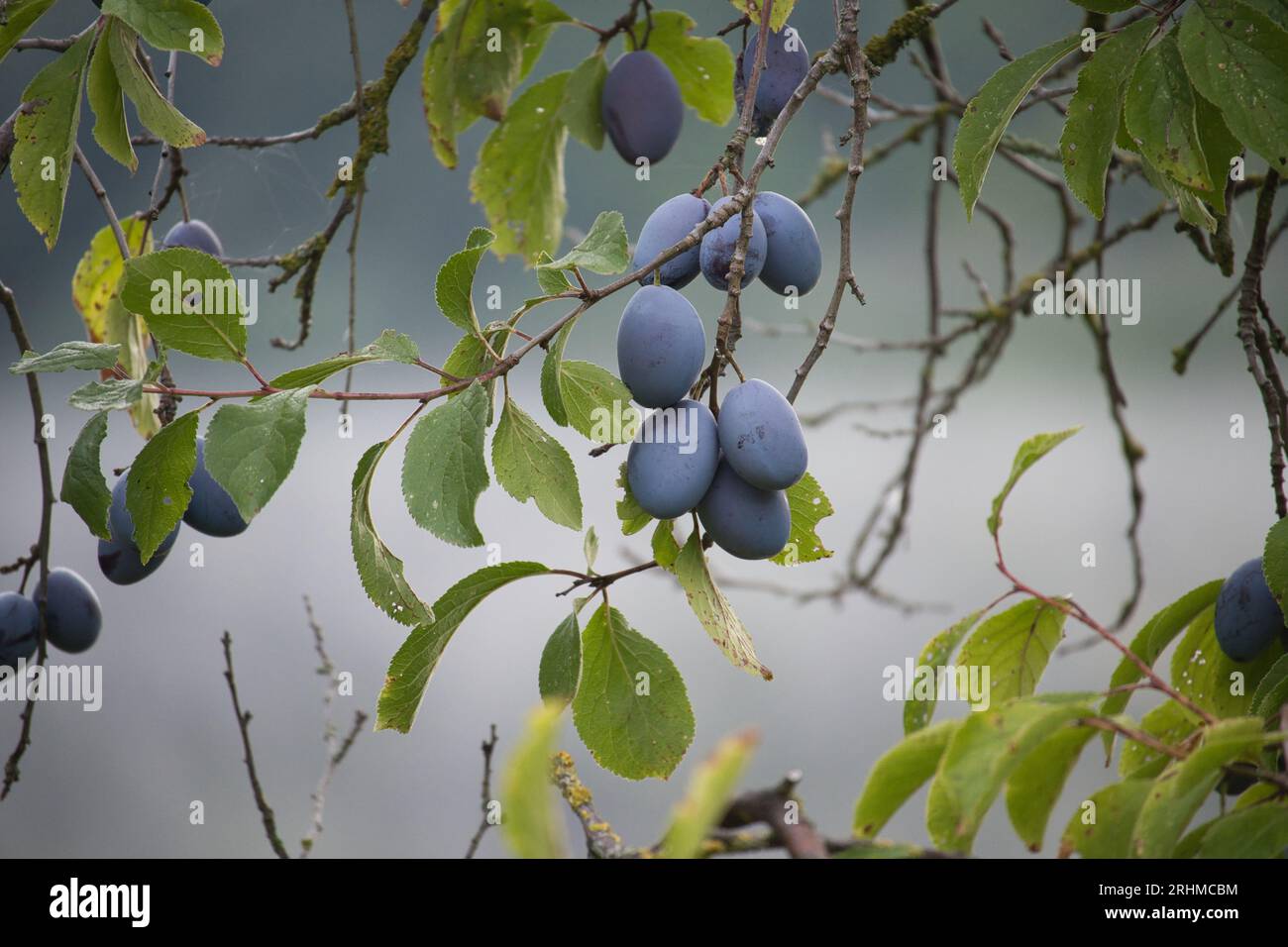 Plum tree with its branches heavily laden with the ripe blue plums