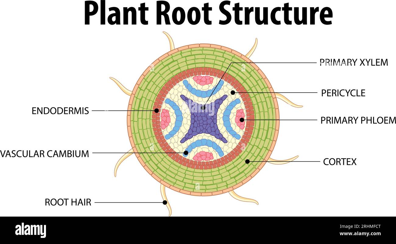 An infographic illustrating the isolated root structure of a plant ...