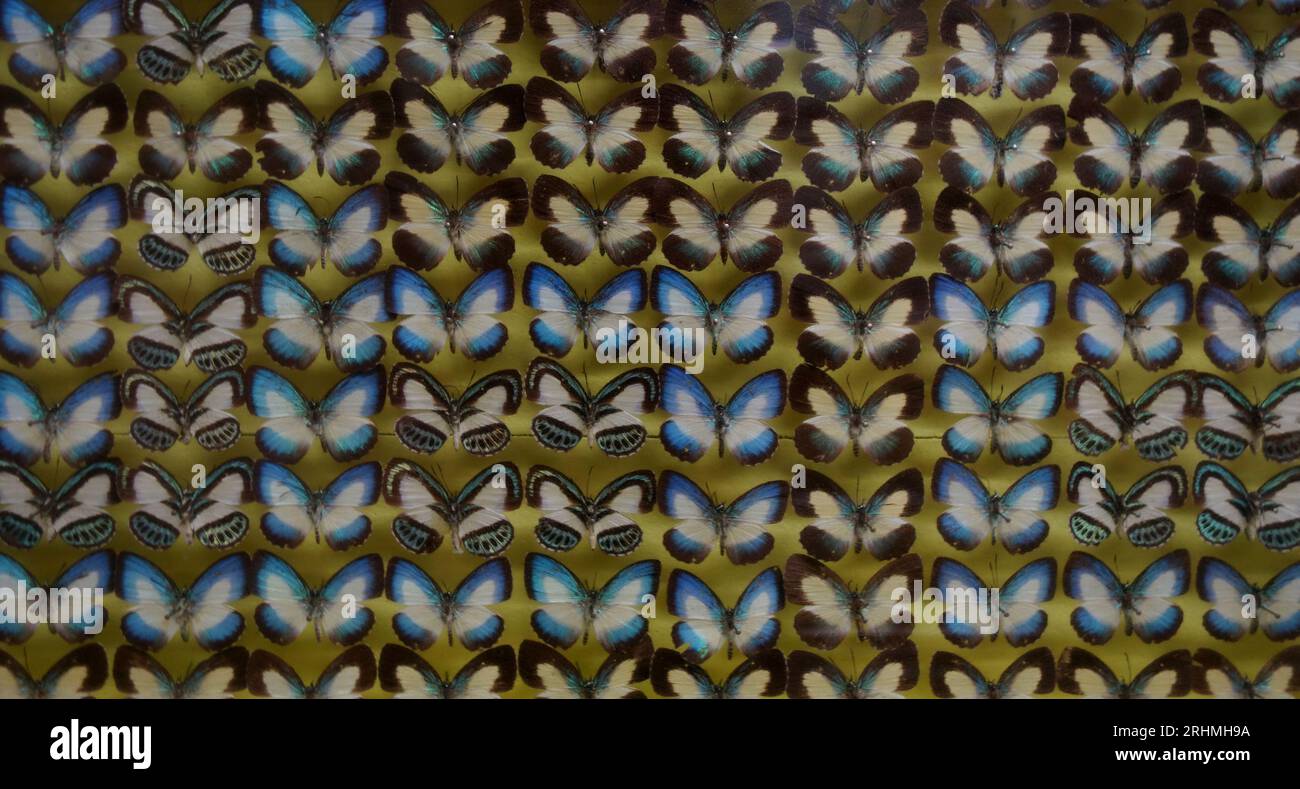 Dozens of pinned butterflies, Ayr Nature Display, Queensland, Australia. No PR Stock Photo