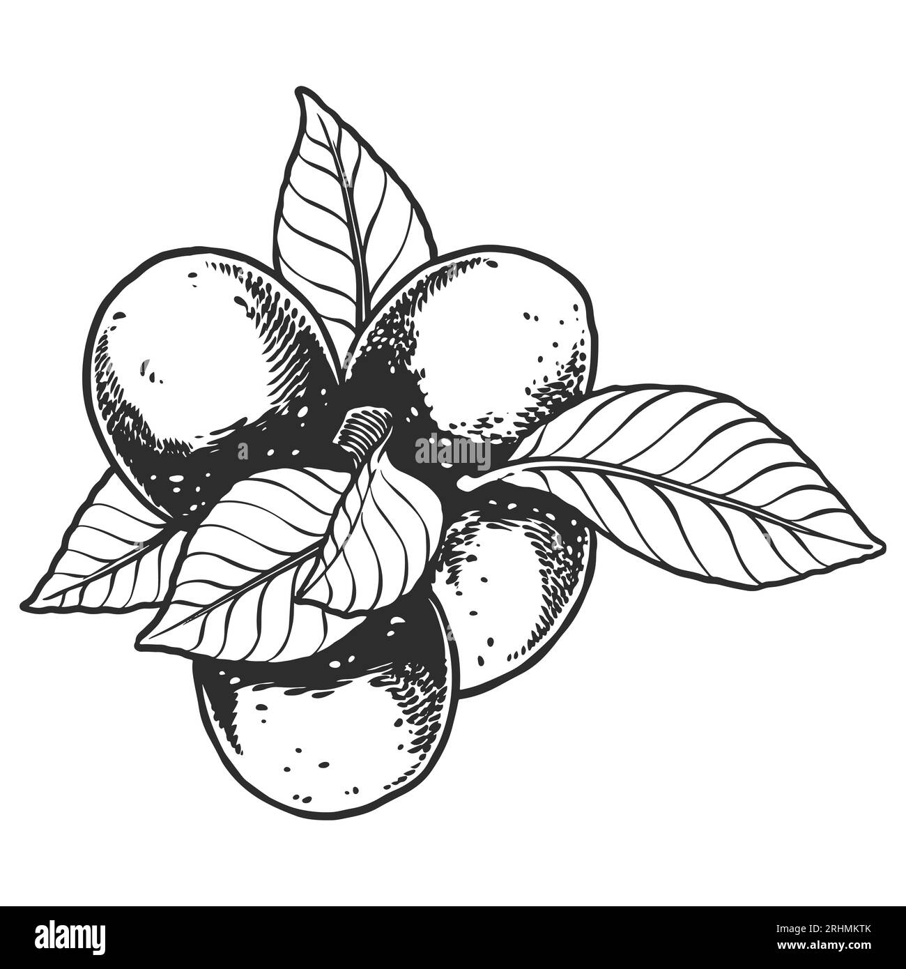 Simple Lime Line Vector Drawing on White. Citrus Logo, Icon Design