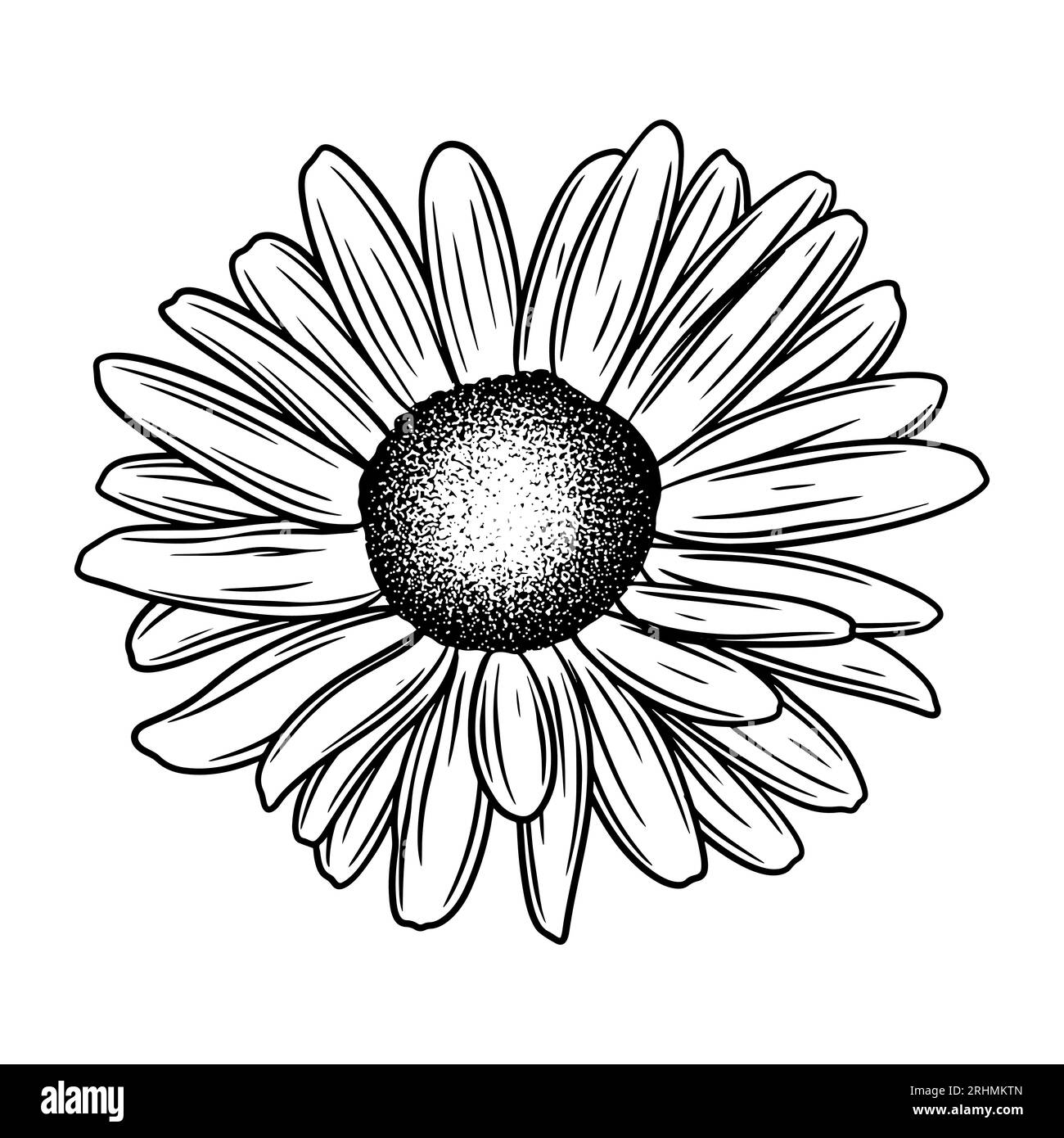 Hand drawn flower botanical drawing of daisy isolated on white background. Stock Vector