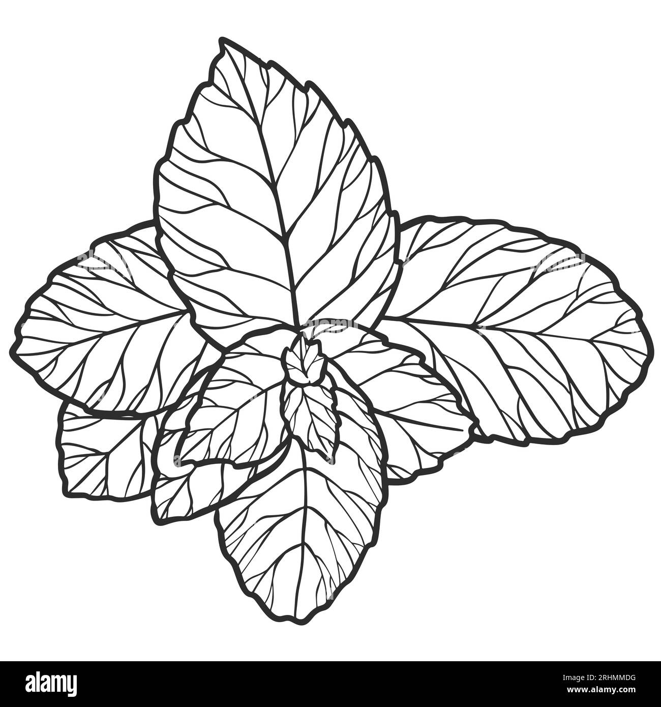 Hand drawn essential oil plants drawing of peppermint or mentha piperita isolated on white background. Stock Vector