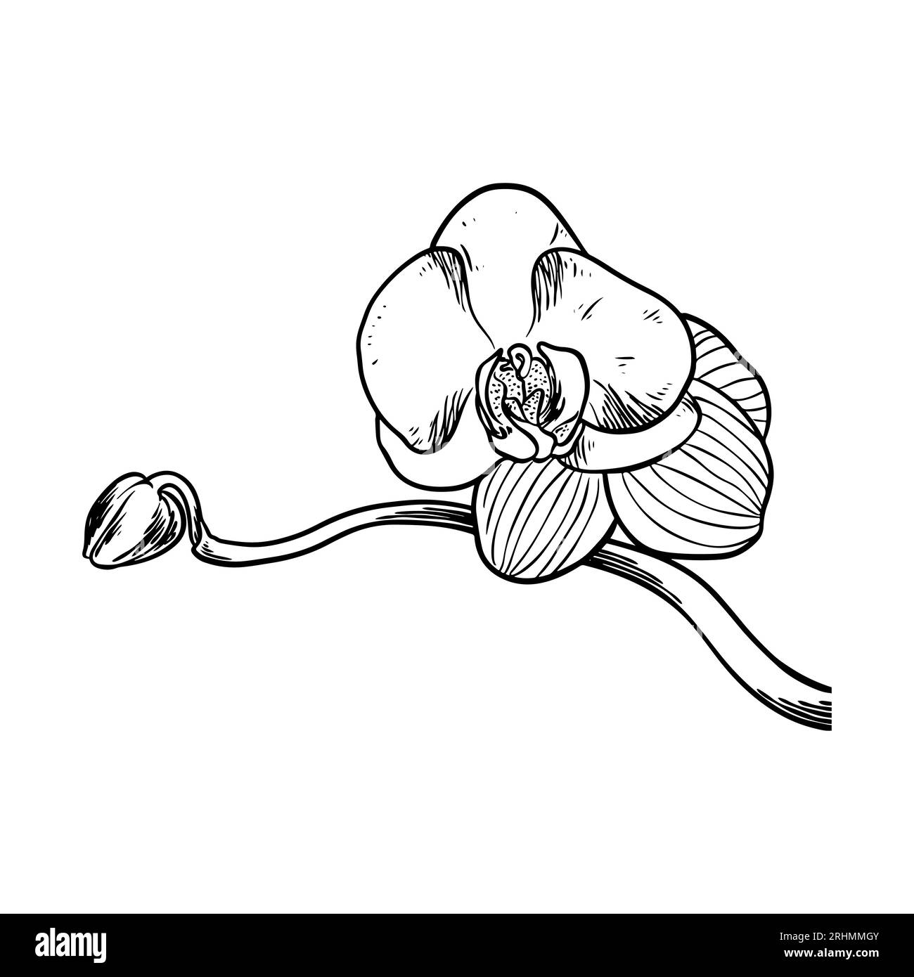 Hand drawn flower botanical drawing of orchid isolated on white