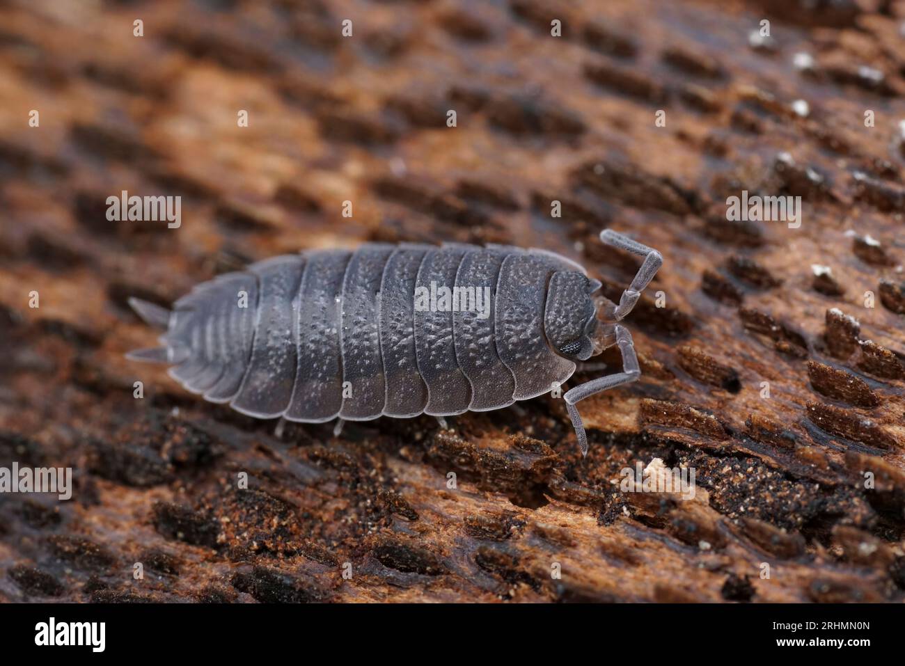 Natural closeup on a grey rough woodlouse, Porcellio scaber sitting on a piece of wood Stock Photo