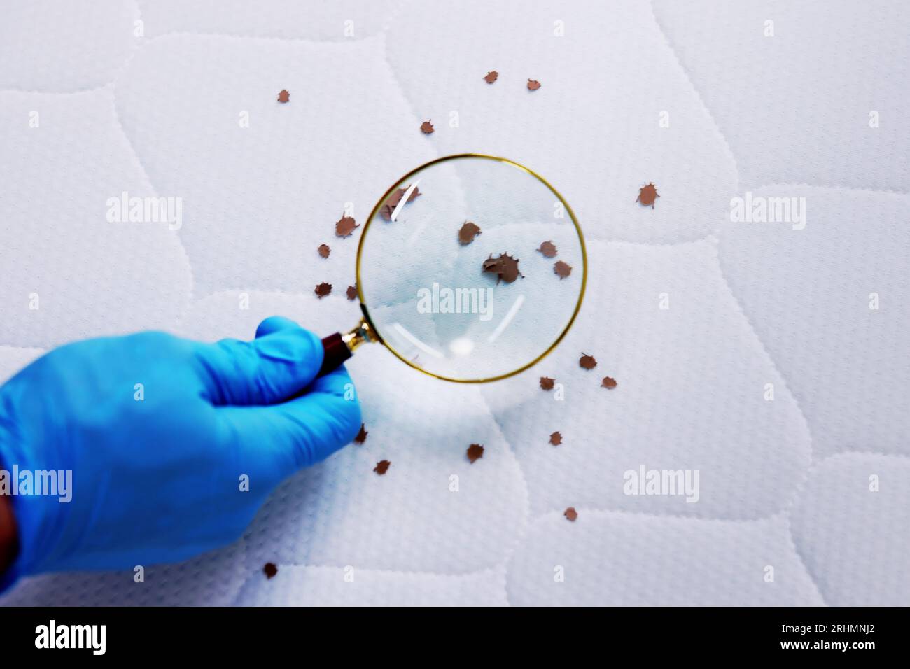 Bed Bug Infestation And Treatment Service. Bugs Extermination Stock