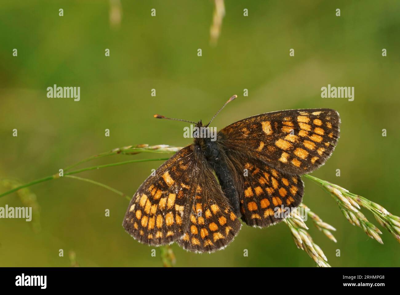 Natural closeup on a Heath Fritillary butterfly , Melitaea athalia, with open wings on a grass straw Stock Photo