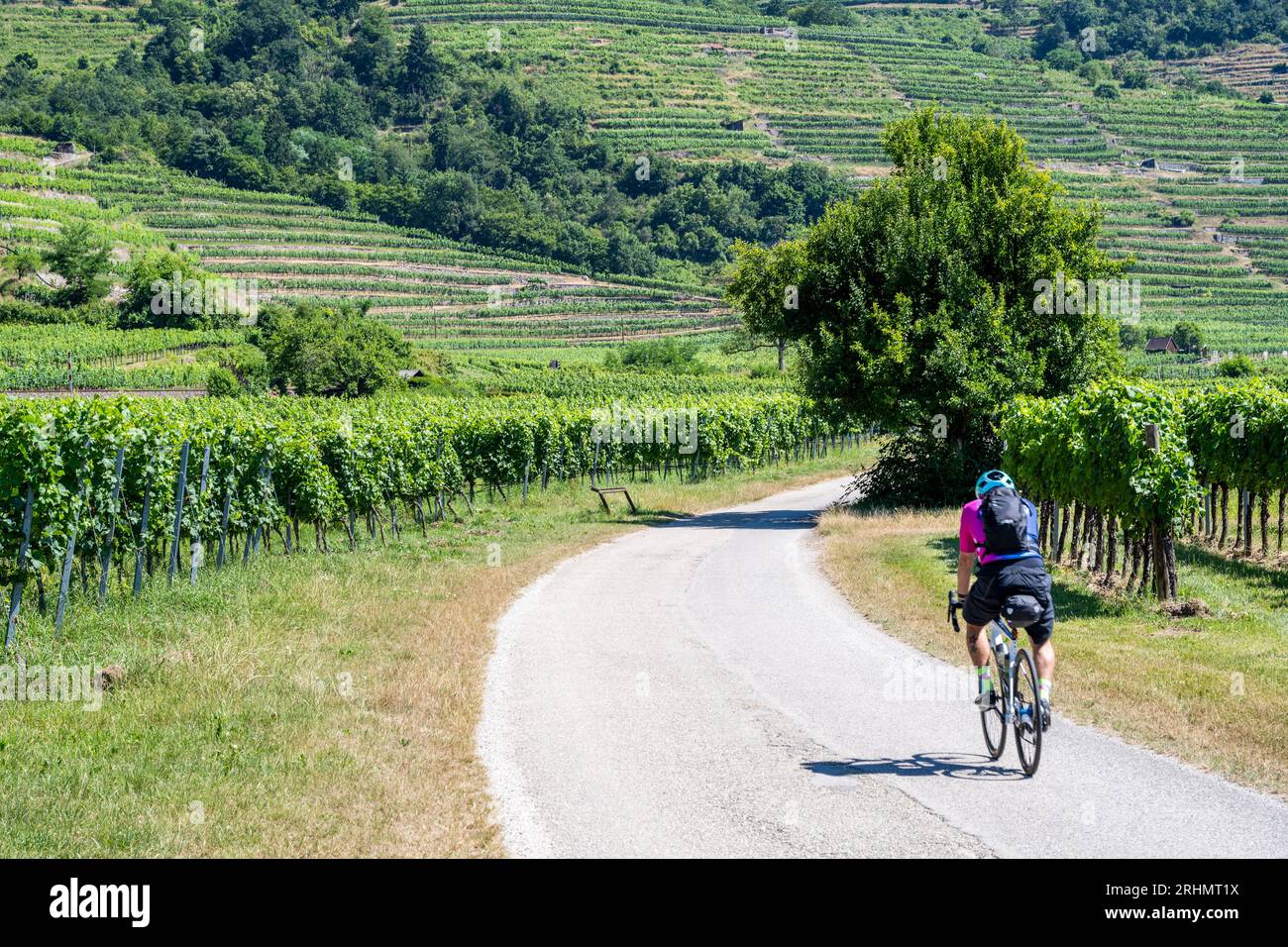Cyclist riding on a cycle path between vineyards near Weissenkirchen in der Wachau, Lower Austria, Austria Stock Photo