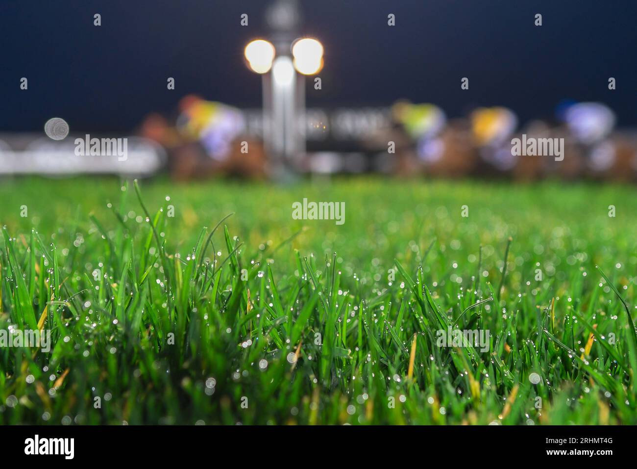 Close up of a green turf on a race track with horses in the background. Shallow depth of field, blurry background. Stock Photo