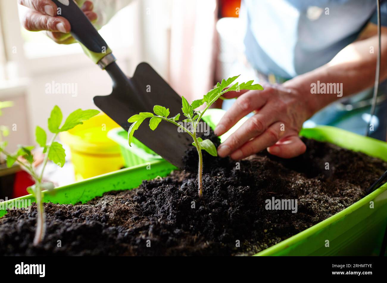 Men Spring Planting Image Old man gardening in home greenhouse. Men's hands planting tomato ...