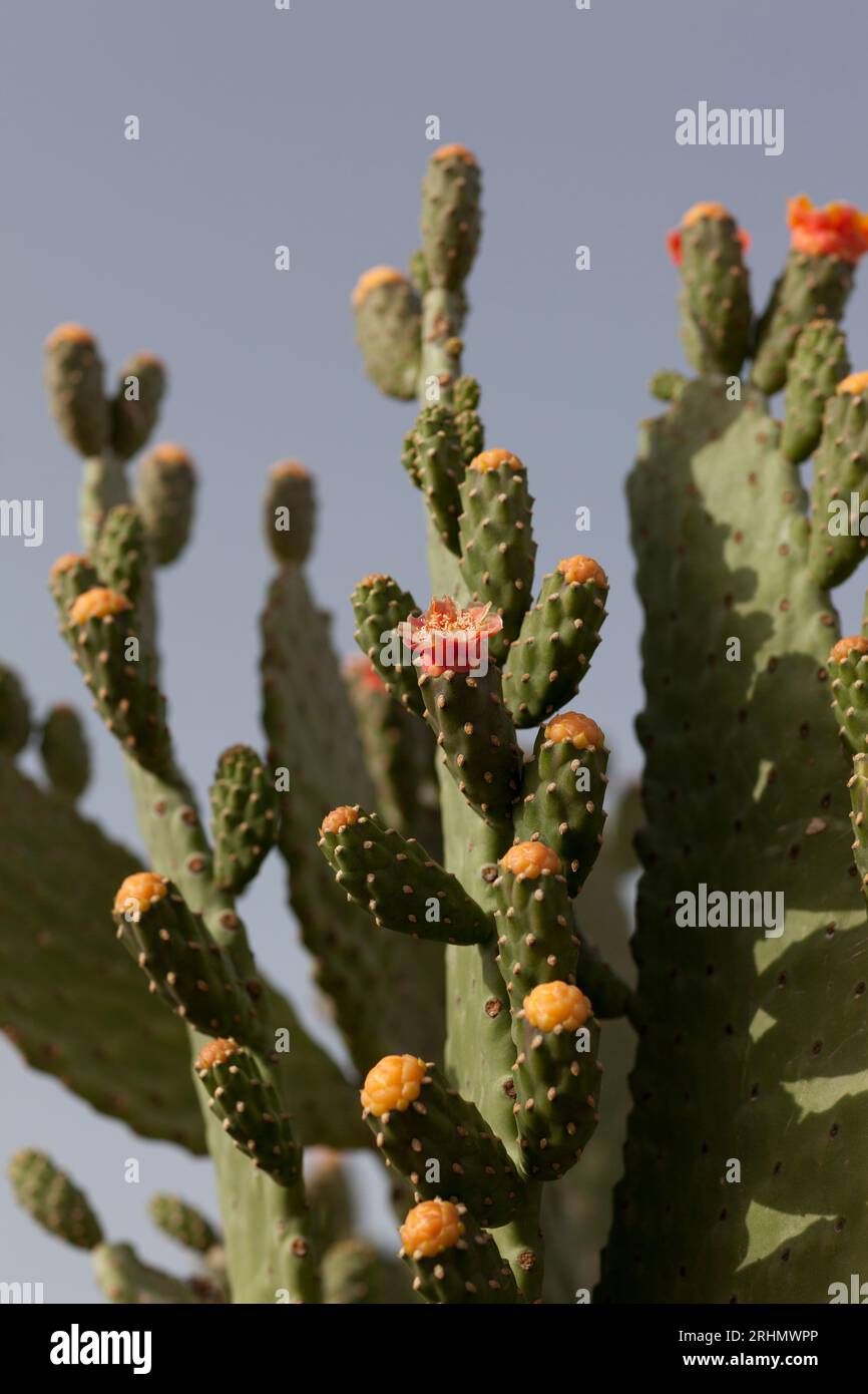 United Arab Emirates, Dubai,  native flowering cacti. Stock Photo
