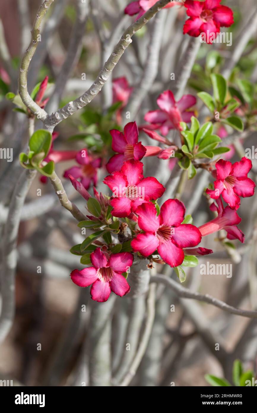 United Arab Emirates, Dubai, desert rose, native flora. Stock Photo