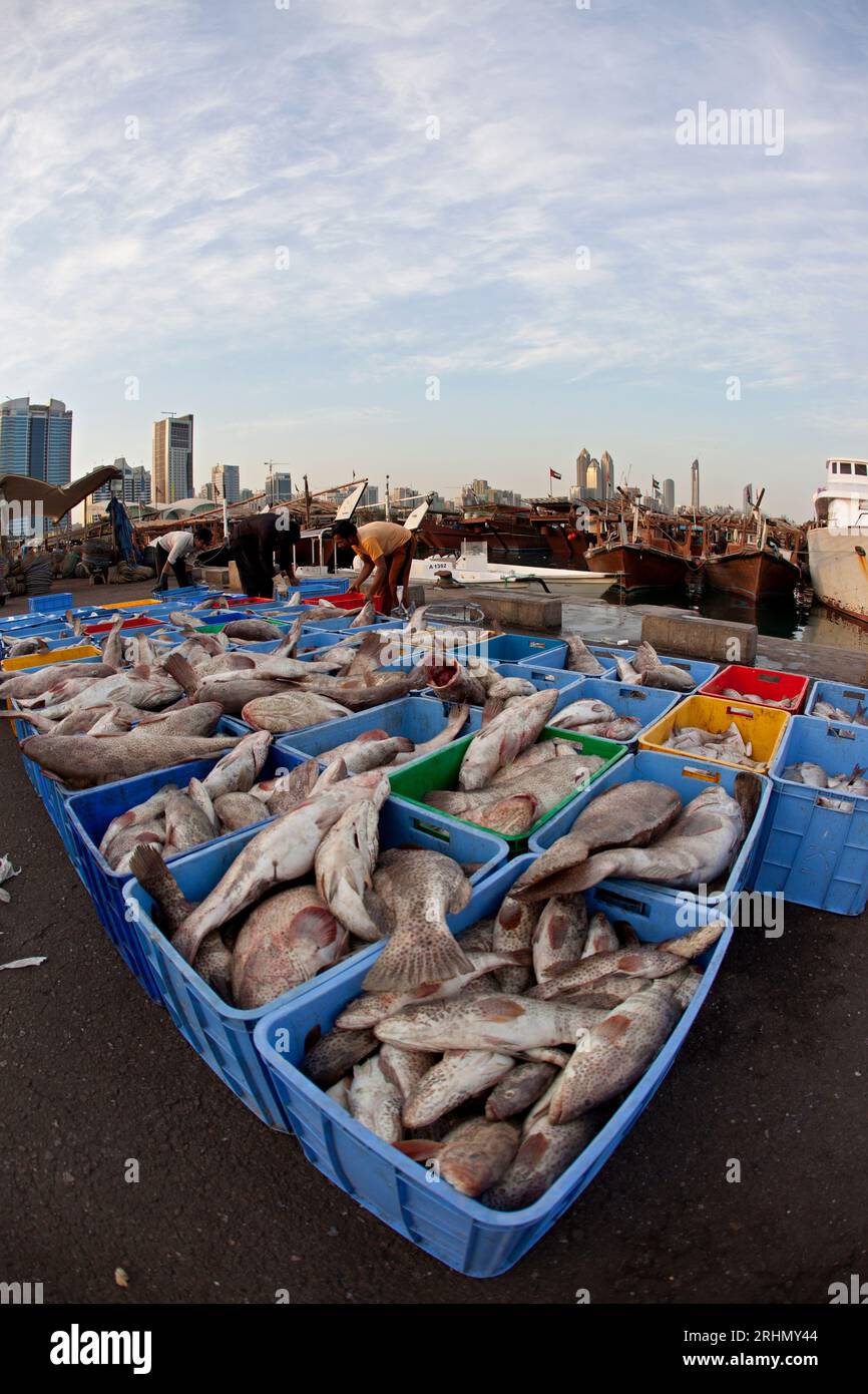 United Arab Emirates, Abu Dhabi, Mina fish market Stock Photo Alamy