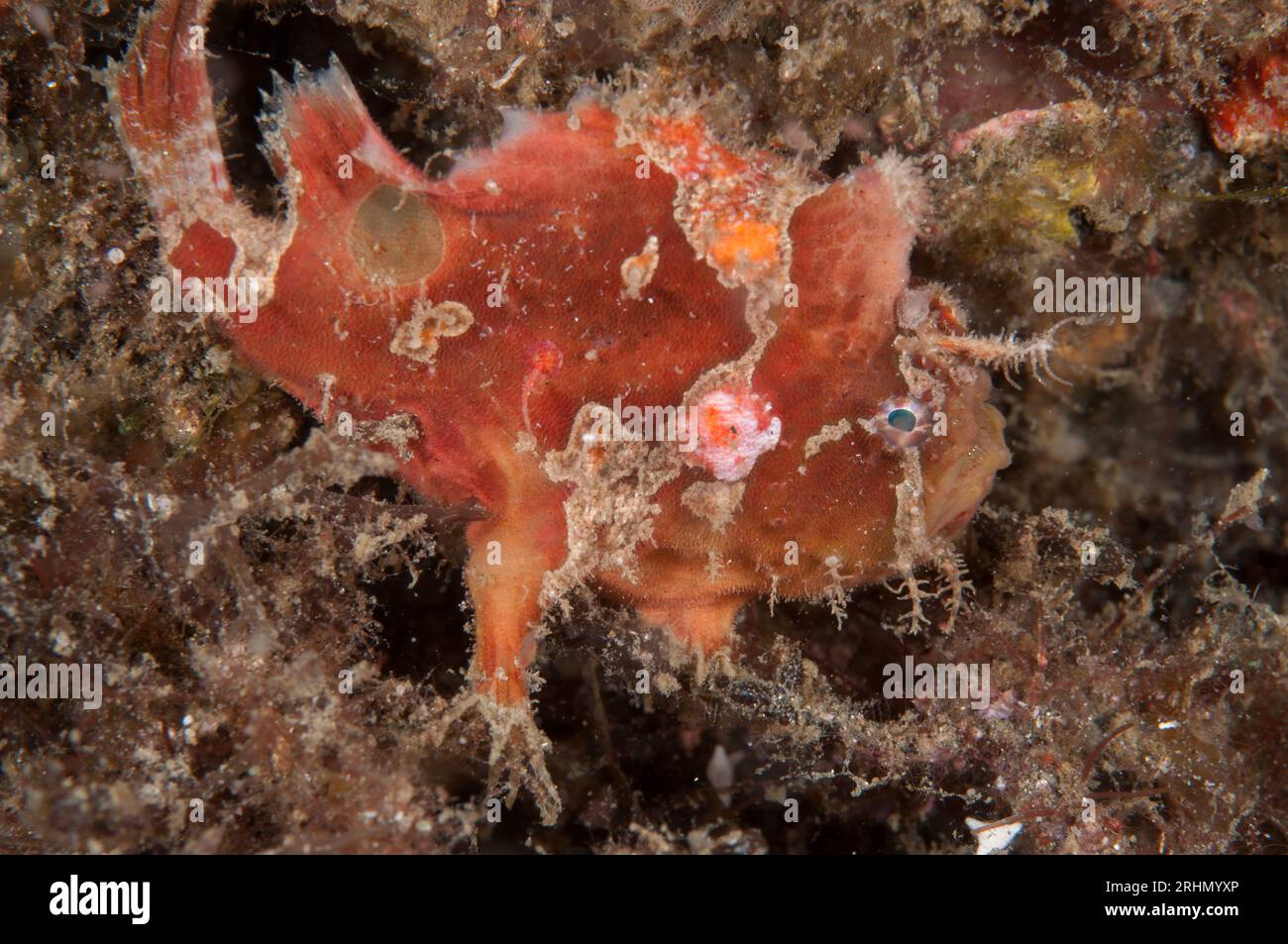 White-finger Frogfish, Antennarius nummifer, with extended lure, Slow Poke dive site, Lembeh Straits, Sulawesi, Indonesia Stock Photo