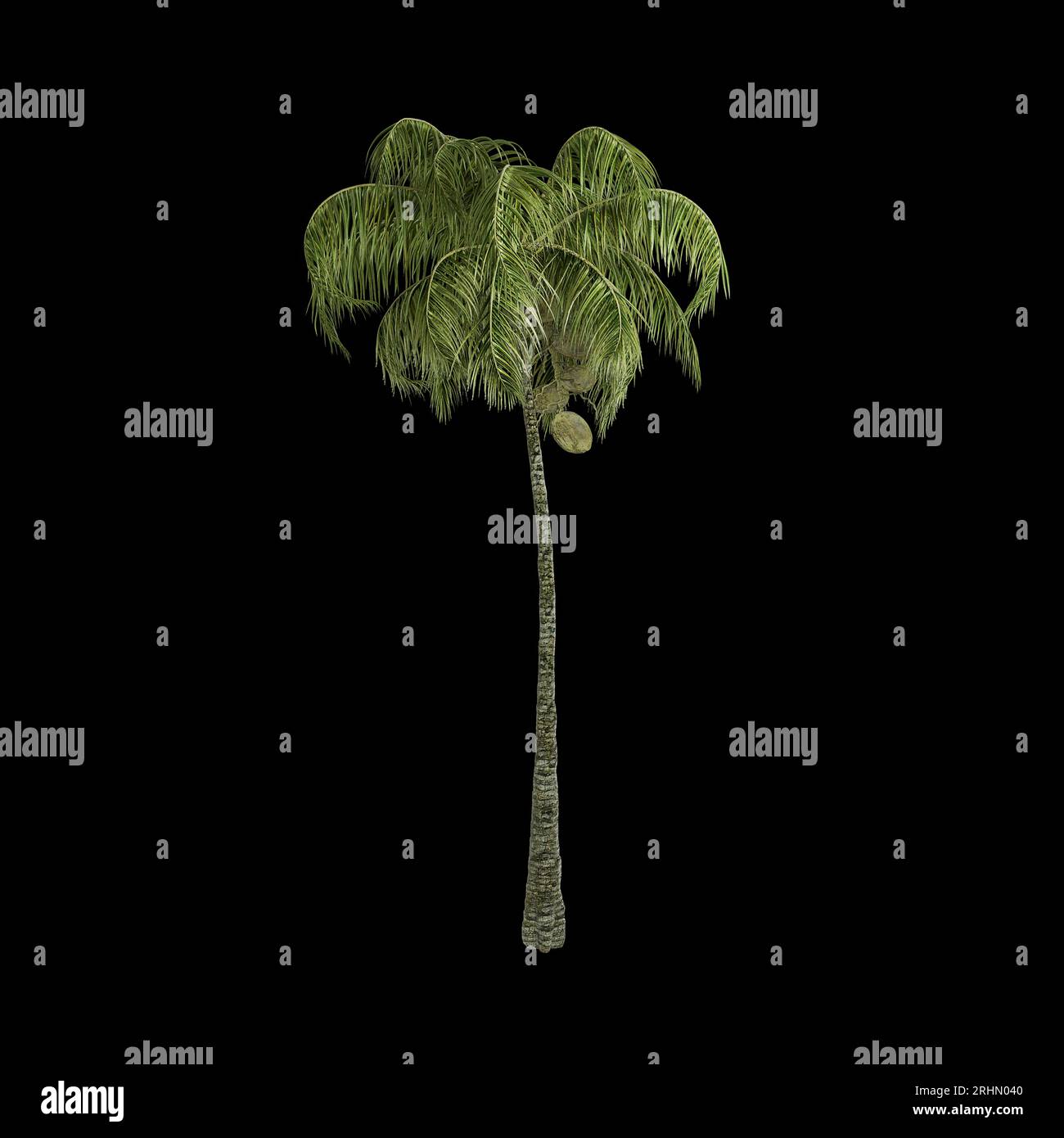 palm tree isolated on black background Stock Photo - Alamy