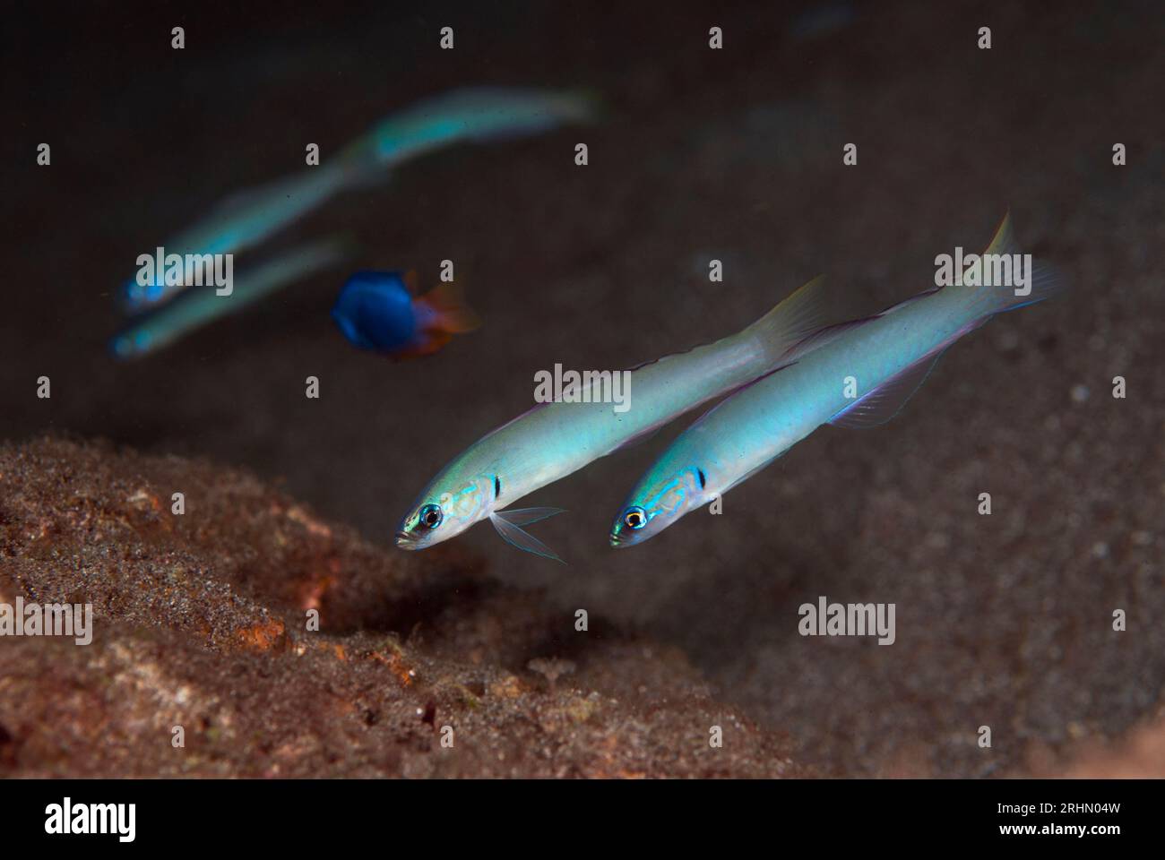 Group of Pearly Dartfish, Ptereleotris microlepis, Mutiny Point dive site, Wetar Island, near Alor, Indonesia Stock Photo