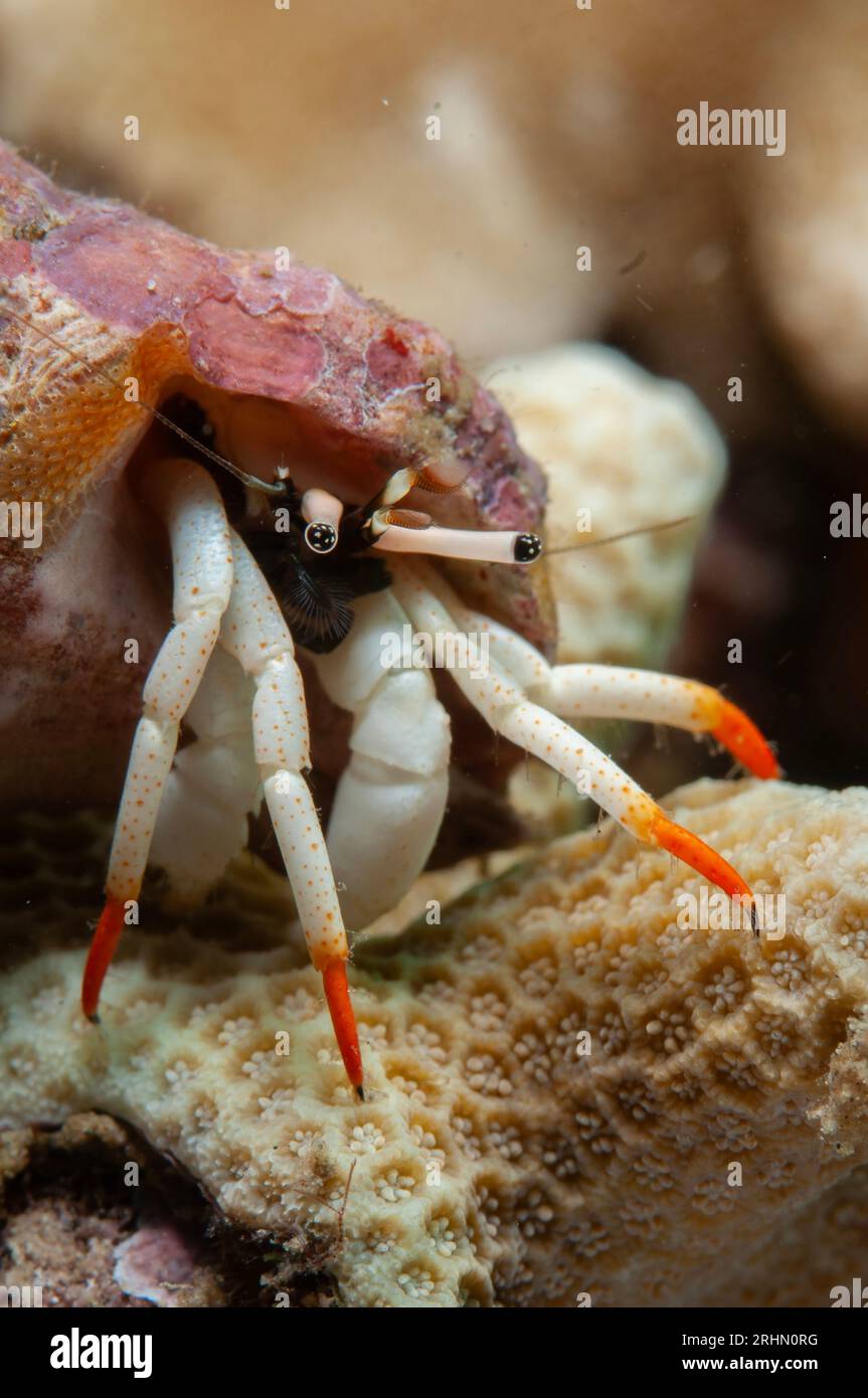Small White Hermit Crab, Calcinus minutus, on coral, Pantai Parigi dive site, Lembeh Straits, Sulawesi, Indonesia Stock Photo