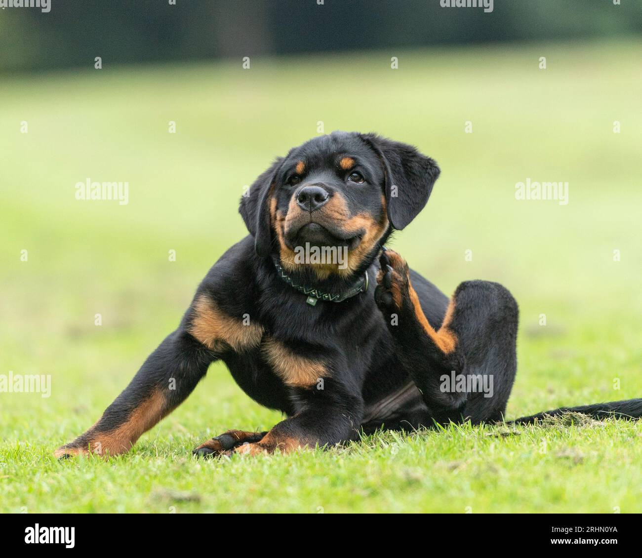 Rottweiler puppy scratching Stock Photo - Alamy