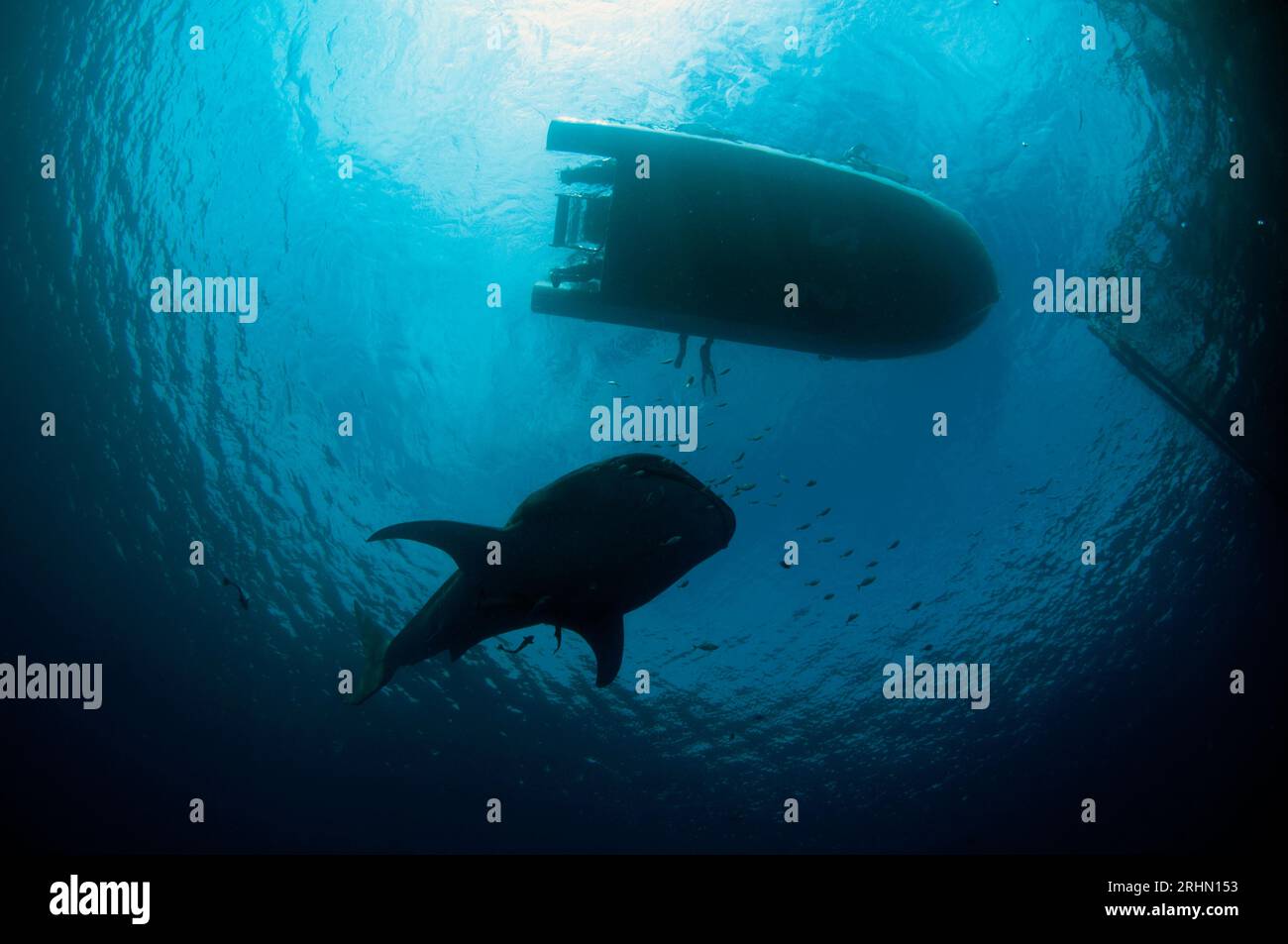 Whale Shark, Rhincodon typus, under boat near fishing raft, bagan, Cenderawasih Bay, West Papua, Indonesia Stock Photo