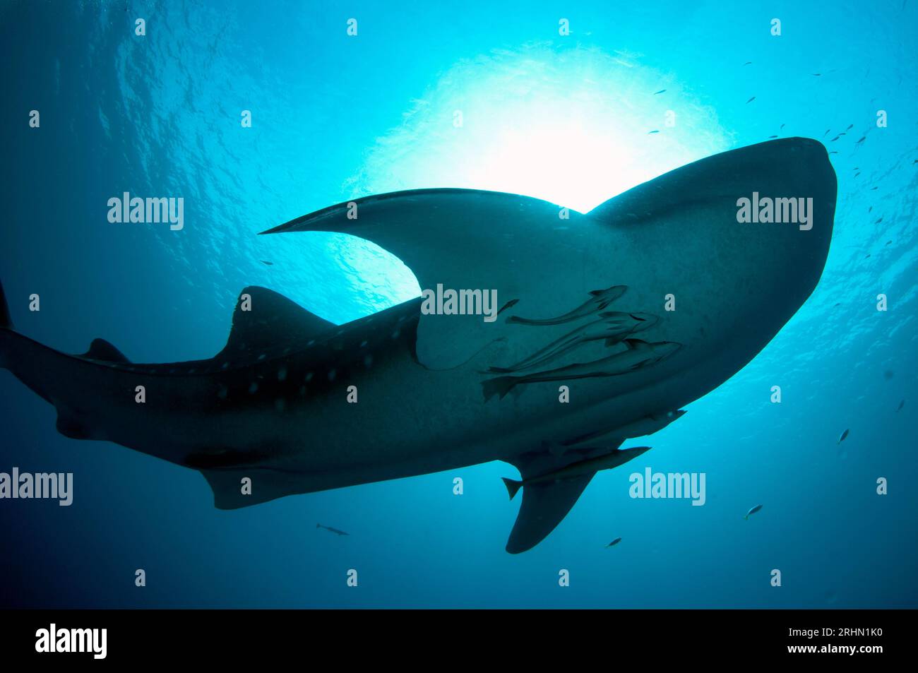 Whale Shark, Rhincodon typus, with Live Sharksucker, Echeneis naucrates, Cenderawasih Bay, West Papua, Indonesia Stock Photo