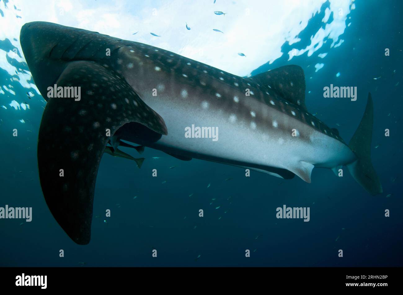 Whale Shark, Rhincodon typus, with Live Sharksucker, Echeneis naucrates ...